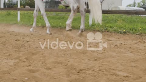 Close Up Of White Horse Walking