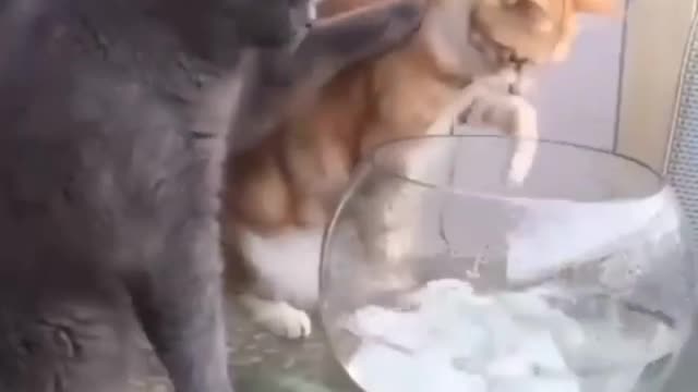 funny cat video