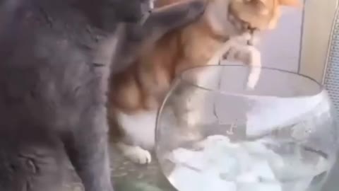 funny cat video