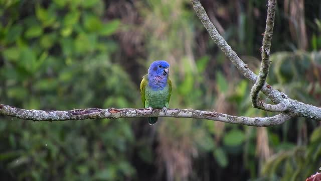 Parrot Bird Tree Nature Ave Green Armenia