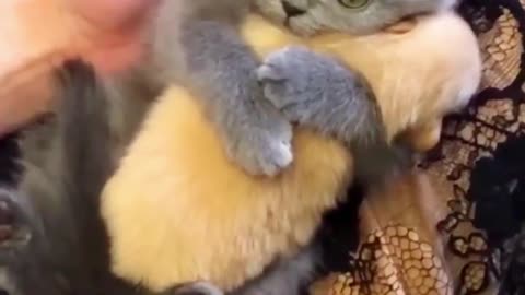 Cute Cat Best Moment