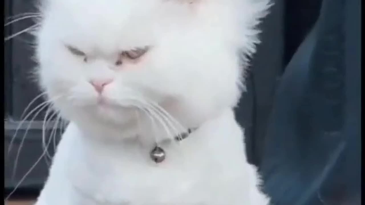 Cat with rocking hair wows