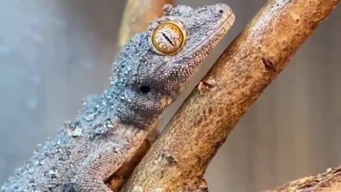 Wow, a lizard can lick its eyes with its tongue