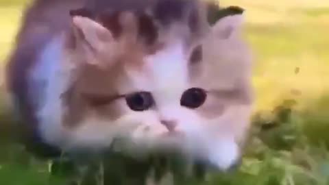 Funniest Videos 2023 😂 Funny Cats 🐱 #cute #cat #short