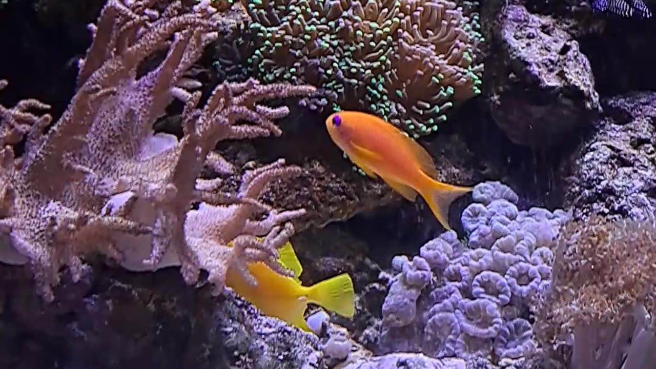 Beautiful and colorful fishes