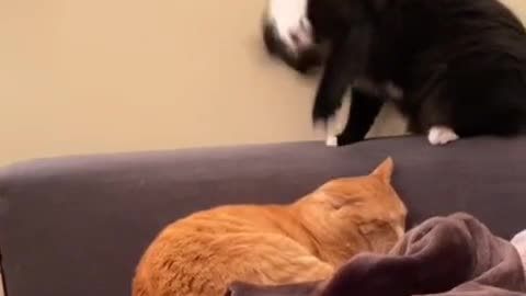 Please get up and do some work around the house 🤣