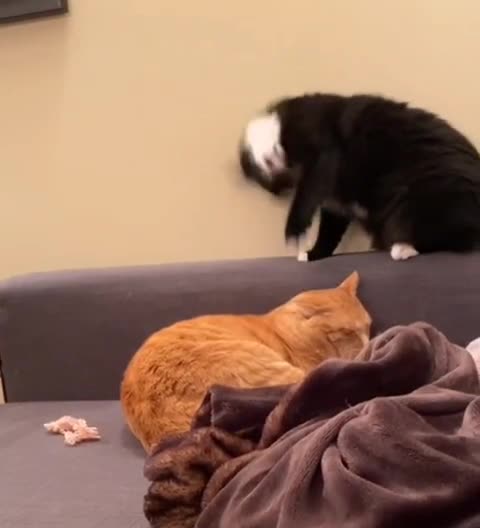 Please get up and do some work around the house 🤣