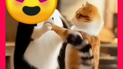 Funnycat