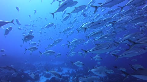 Bigeye Trevally at Wake Island