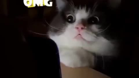 cat afraid see own face 🤣😂😁 funny seen