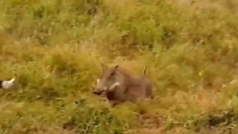 aggressive boar