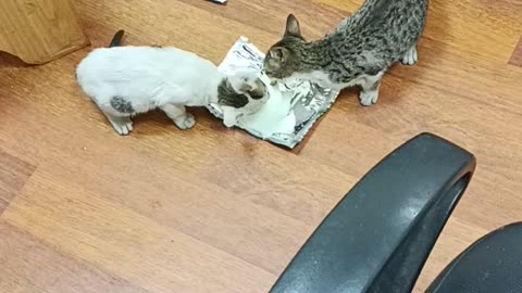 Cute cats🥰