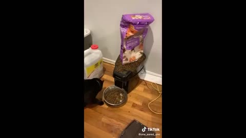 Funny animal