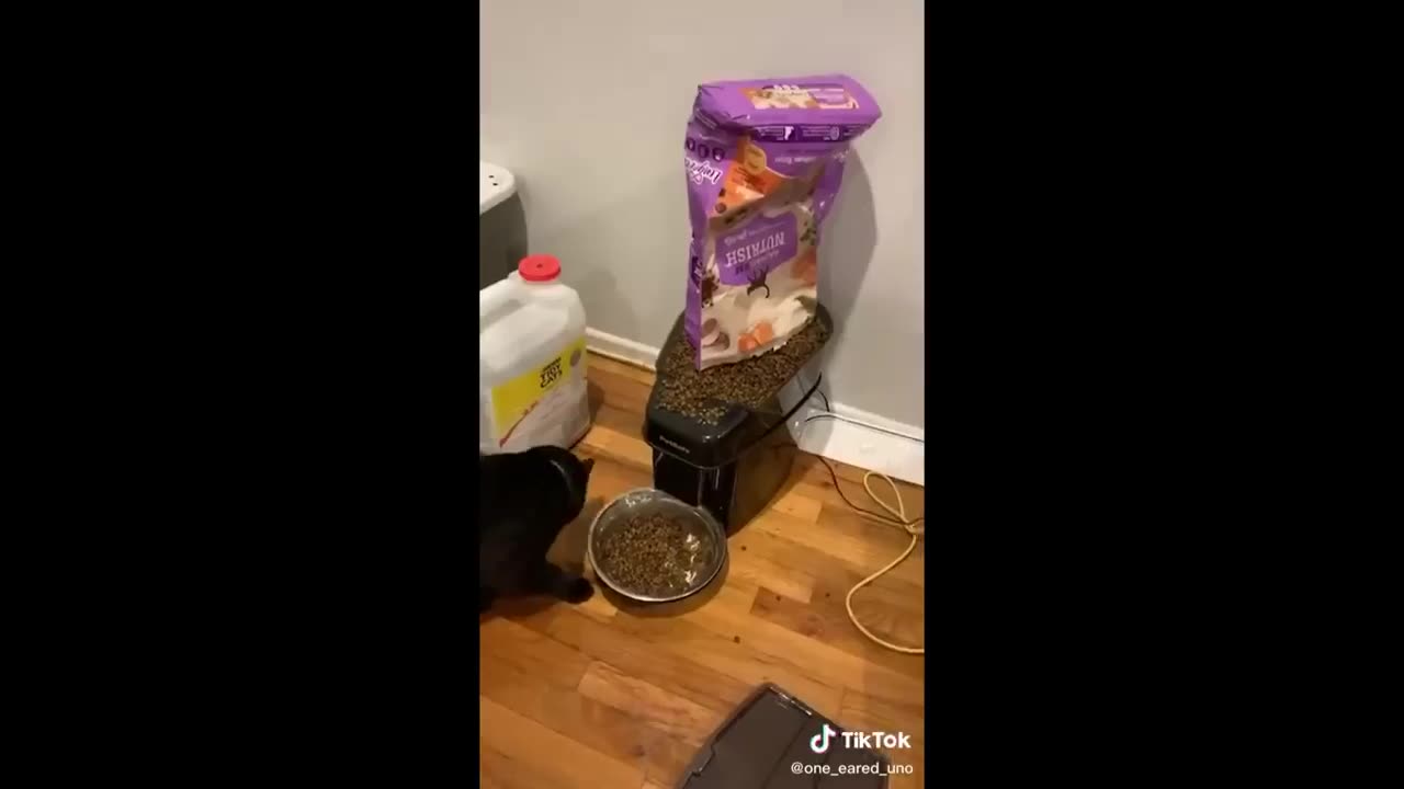 Funny animal