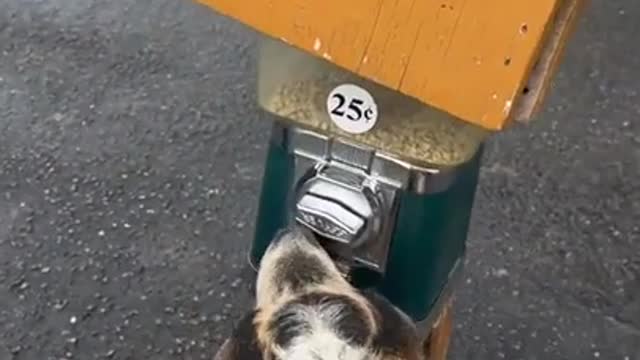 Smart Goat Knows How To Retrieve Paid Treats In The Park