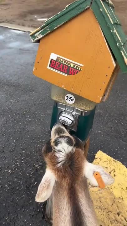 Smart Goat Knows How To Retrieve Paid Treats In The Park