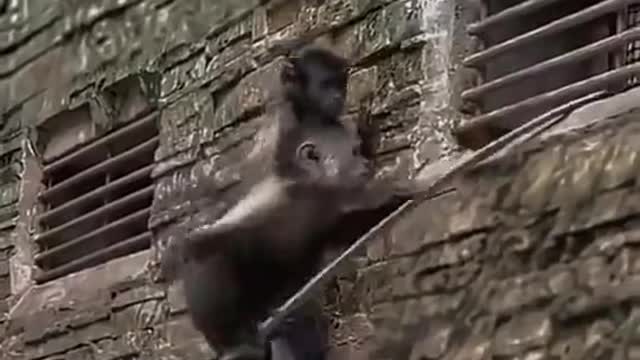 Shocked! Two monkeys broke out of prison together