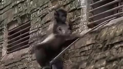 Shocked! Two monkeys broke out of prison together