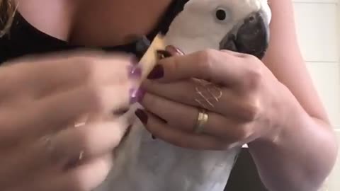 Cockatoo Pedicure