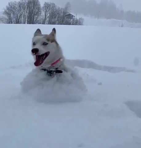 Heaven. Husky dog was born for this 😊