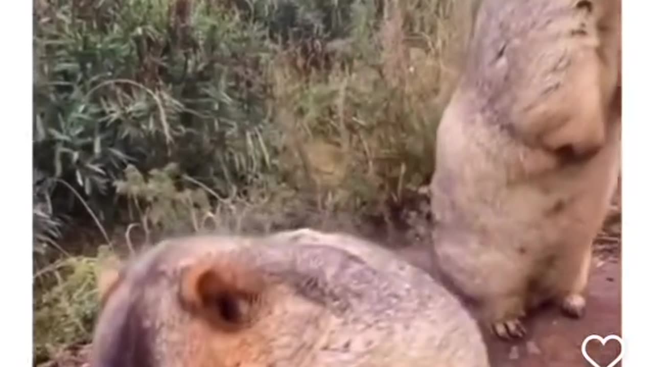 animal funny clip