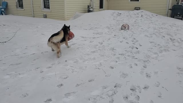 Yogi with his big throbbing pumpkin and frozen blue balls (2 of 8)