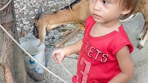 2 year old Baby wants to feed the goat but look !