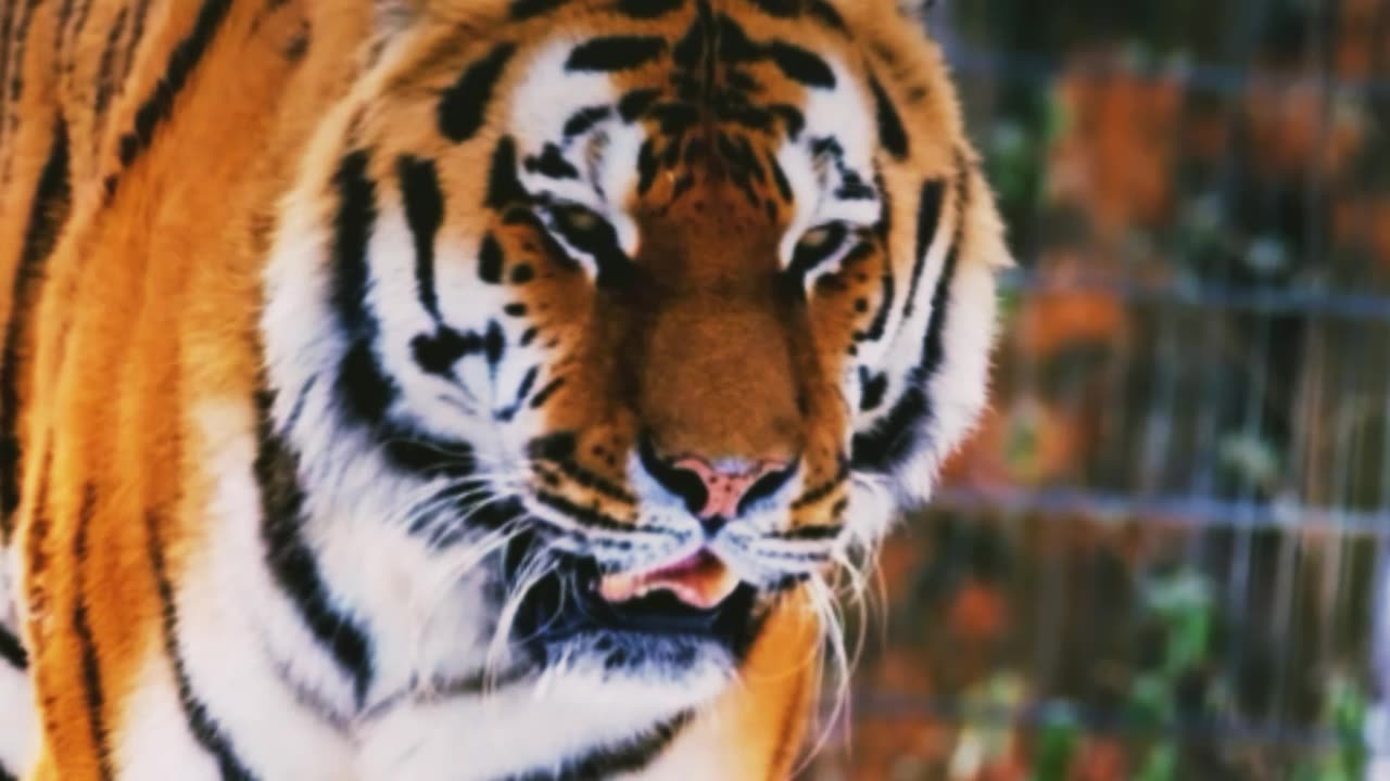 Bengal tiger