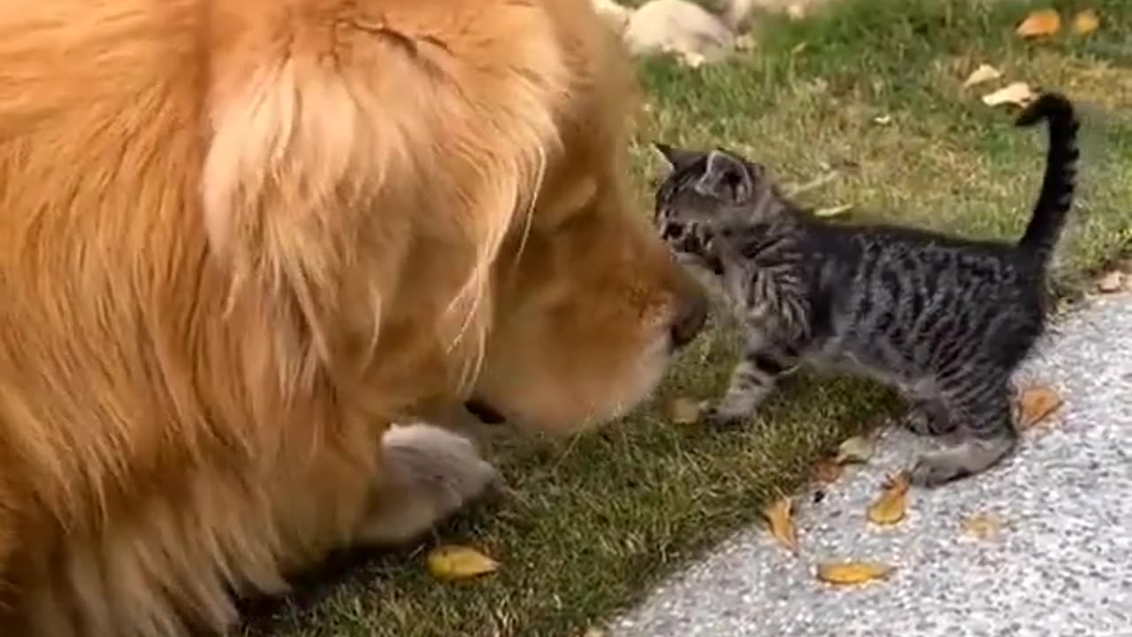 Golden Retriever Excited About The New Kitten 🟠⚪🟣 NPC Parents