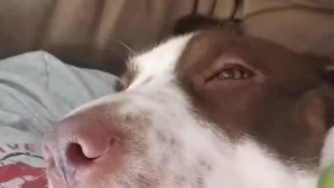 This "Grandpa" Dog Snores Just Like An Old Man