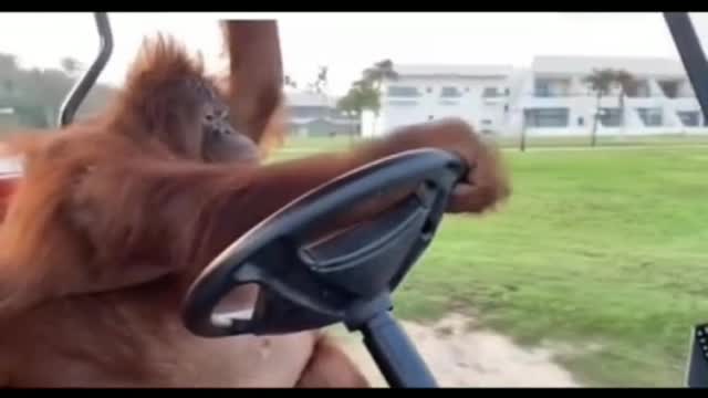 Funny 🐒 monkey driving A Car try not to laugh funny