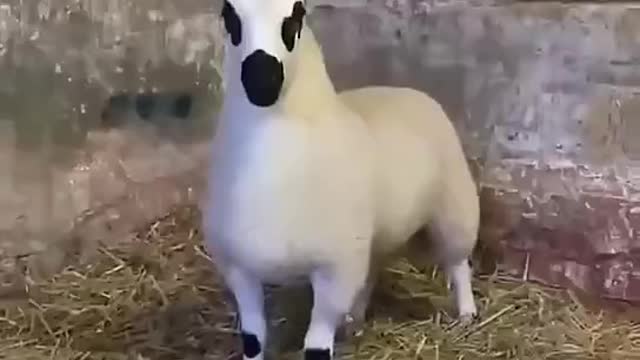 What kind of sheep is this？