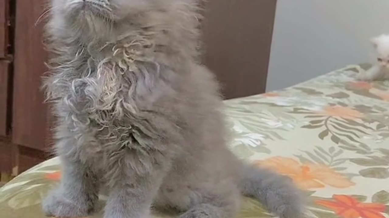 Why so cute !!! Cat video