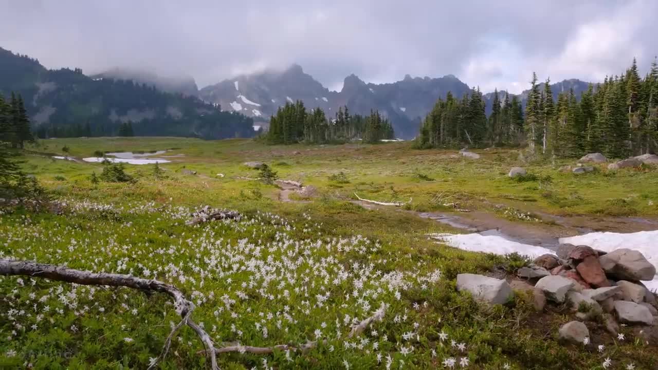 Mount Rainier National Park - Nature Relax