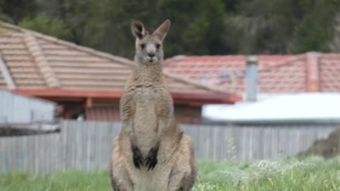 Kangaroos as I go for a walk part 2