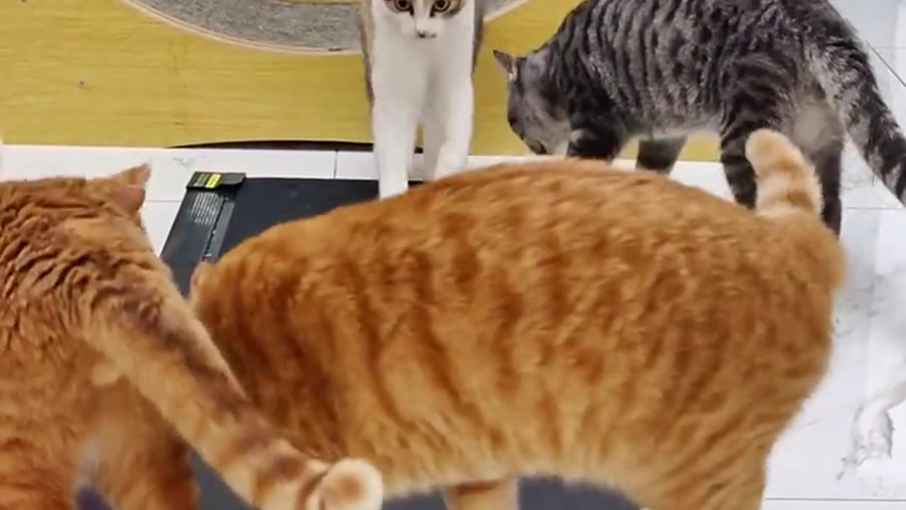 Cat fun video cat funy moment 🐈 🐈