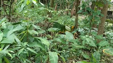 Viral Today :Anaconda saw at the forest 😲