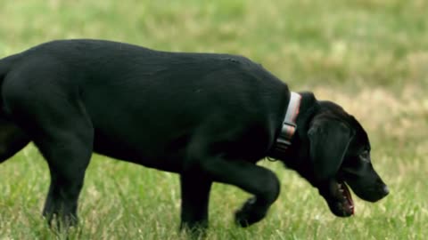 Slow Motion Curious Puppy Sniffs Grass