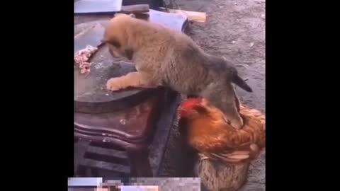 Hen helping puppy to have a meat