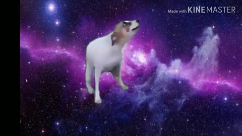 Dog dancing in space