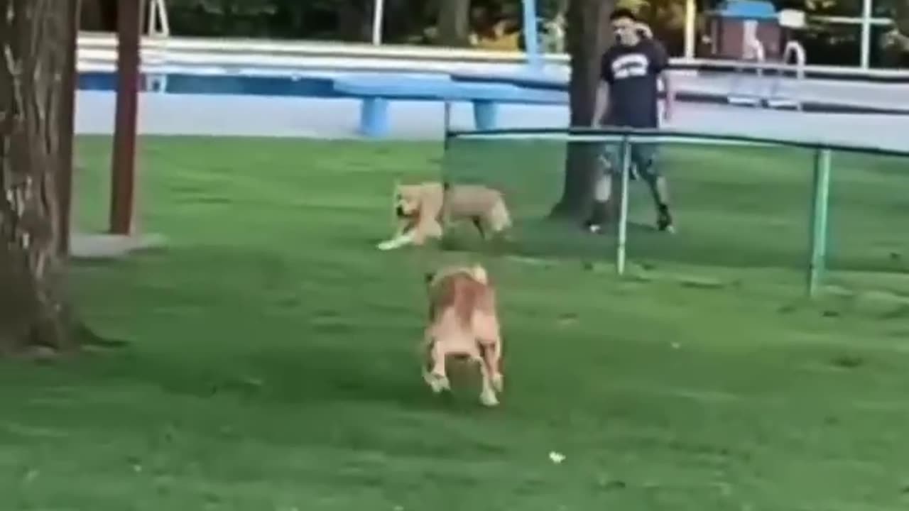 Dog reunites with his brother 👏❤️