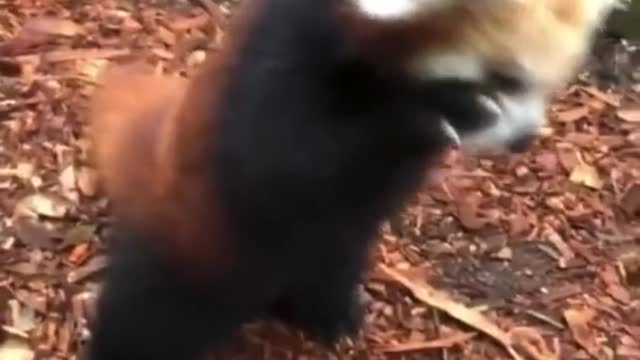 Just a random red panda doing it stuff