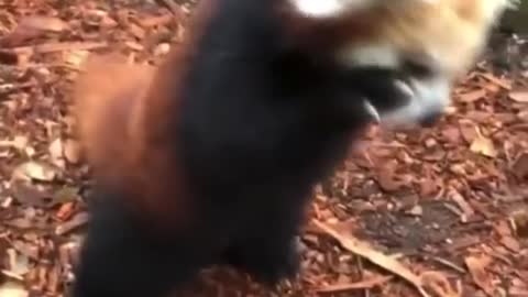 Just a random red panda doing it stuff