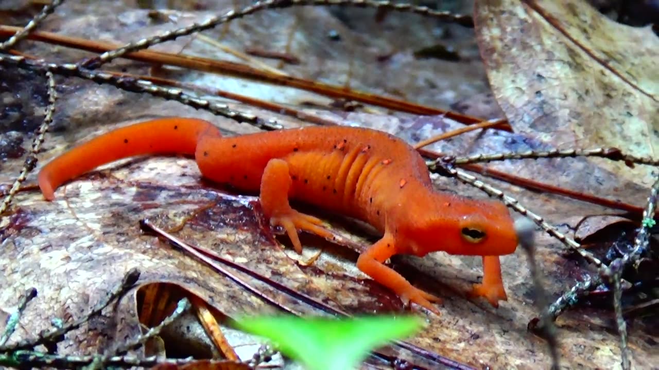 Eastern Newt