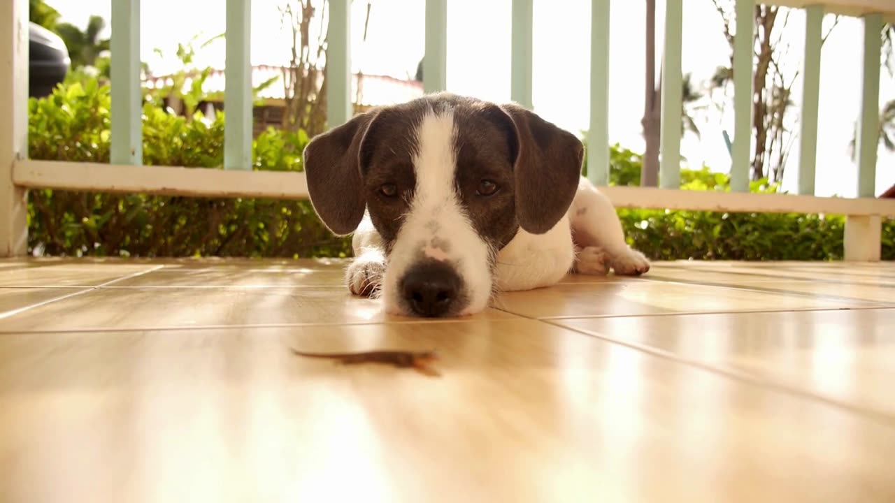 DOG PLAYING WITH INSECT