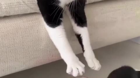 Funny Video Cats and Dogs