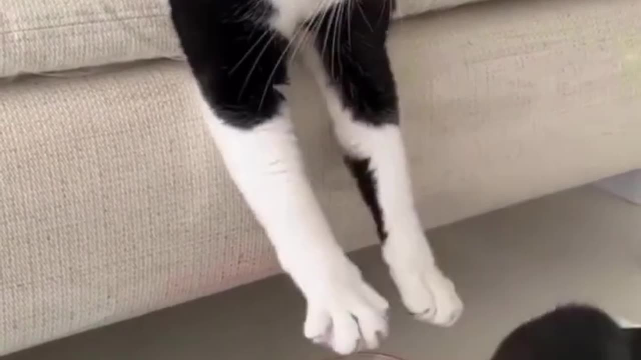 Funny Video Cats and Dogs