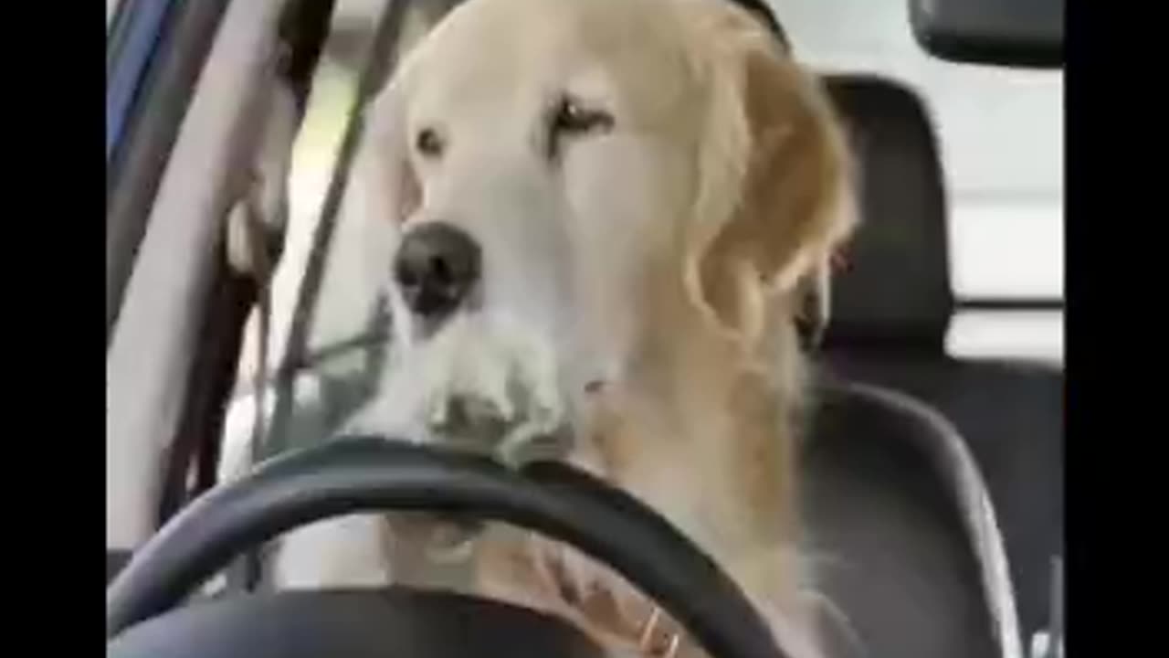 Married life π cute dogs πΆπ