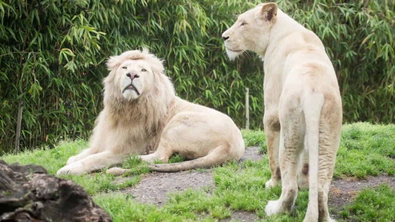 20 interesting facts about lions