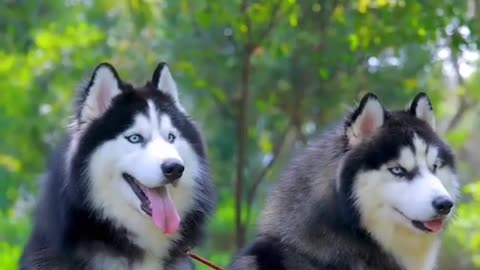 Beautiful dogs